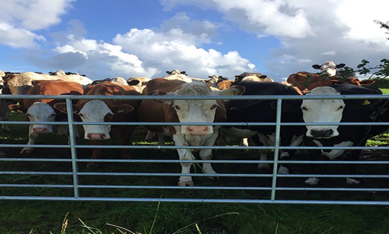 How do Cornwall’s young farmers feel about Brexit?
