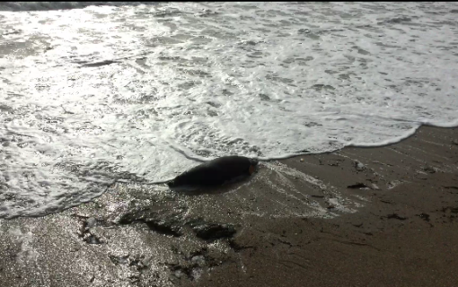 Seal Found Stranded on Castle Beach Falmouth