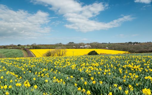 Who’ll pick all the flowers? Cornwall’s Brexit labour shortage