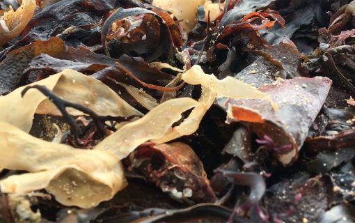 All there is to know about Falmouth’s Big Seaweed Search