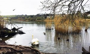 swans at swanpool - falmouth