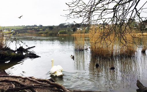 swans at swanpool - falmouth