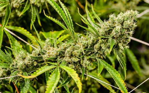Medicinal Cannabis UK: The right step?