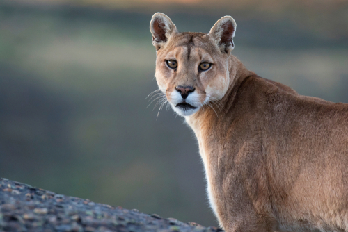 The Return of the Beast of Bodmin Moor