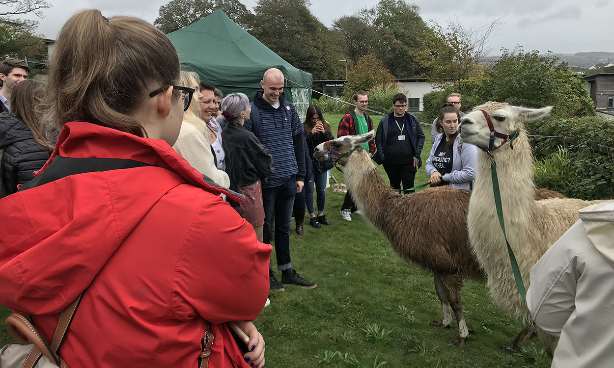 Llama therapy reduces stress but causes drama on campus