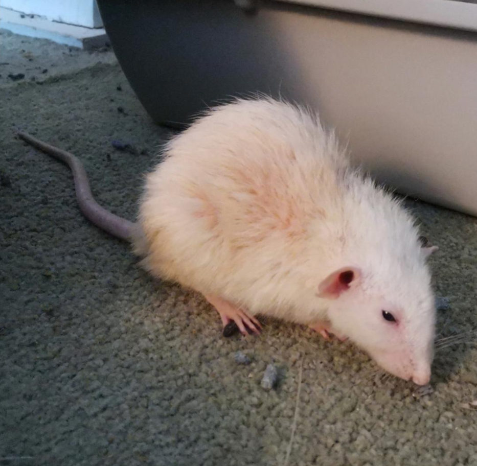 Newton the Rat