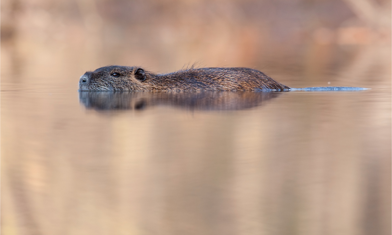 Local farmer fighting to bring beavers back to Cornwall