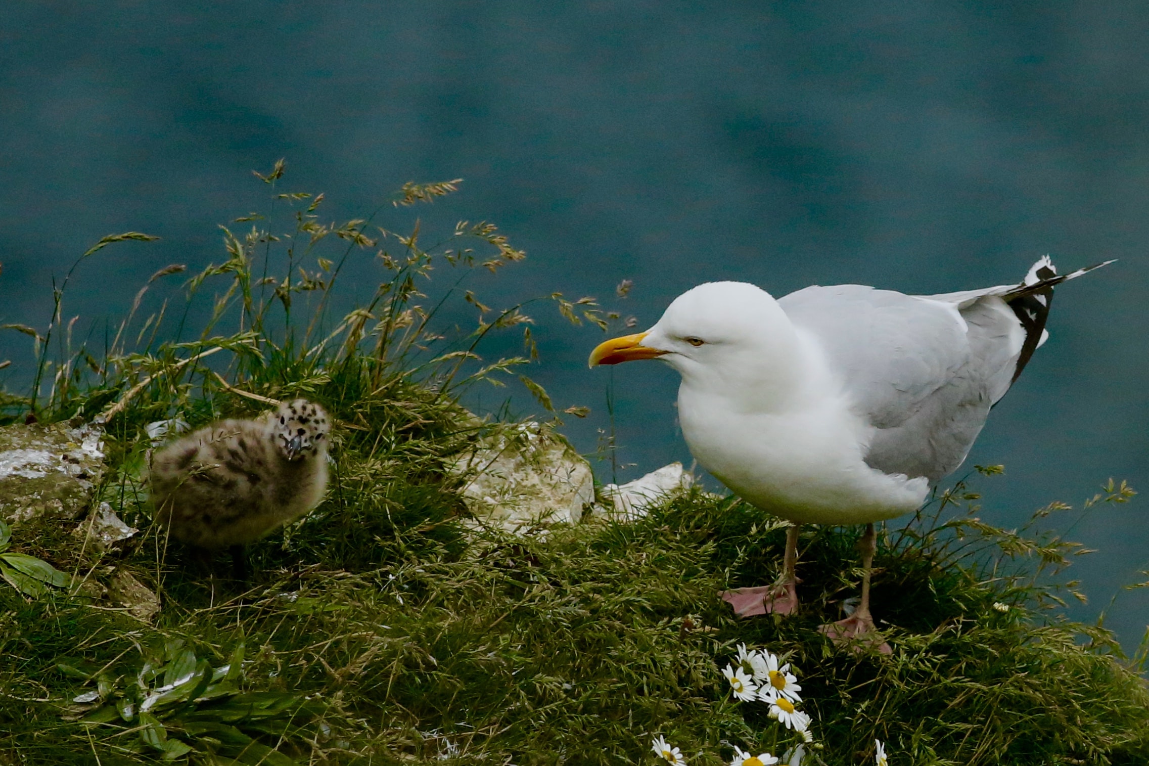 Data shows Scilly seabirds in decline