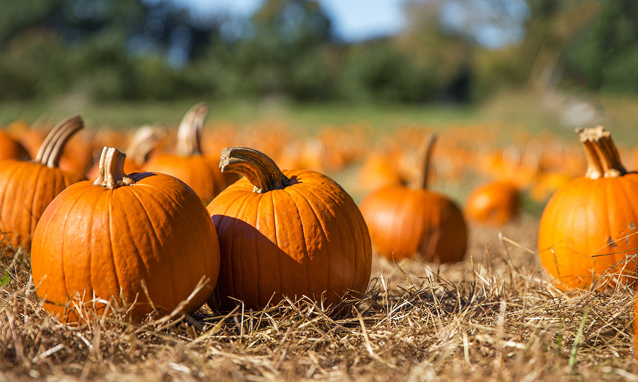 Restaurant aims for zero food waste with its pumpkin plans